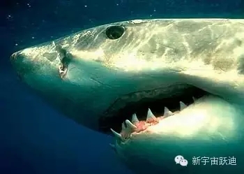 充電市場(chǎng)巨頭博弈:國(guó)網(wǎng)撤了 鯰魚來(lái)了 鯊魚也來(lái)了